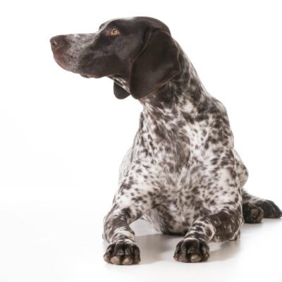 German Shorthaired Pointer