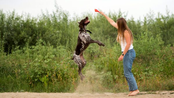 German Shorthaired Pointer Jumping To Catch A Toy While Playing With Its Owner