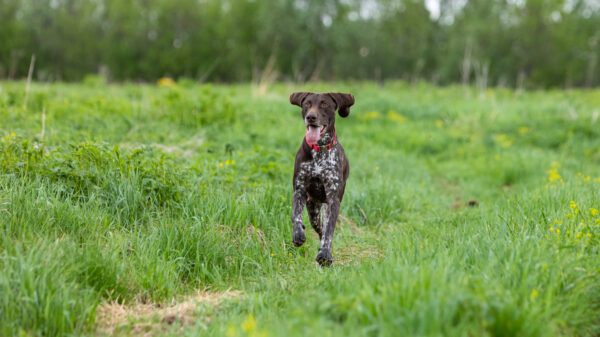 German Shorthaired Pointer Running Through A Grassy Field