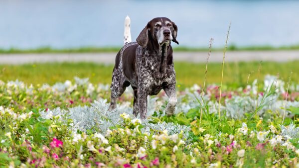German Shorthaired Pointer Standing In A Flower Garden Outdoors