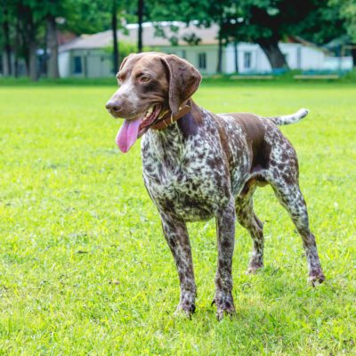 German Shorthaired Pointer