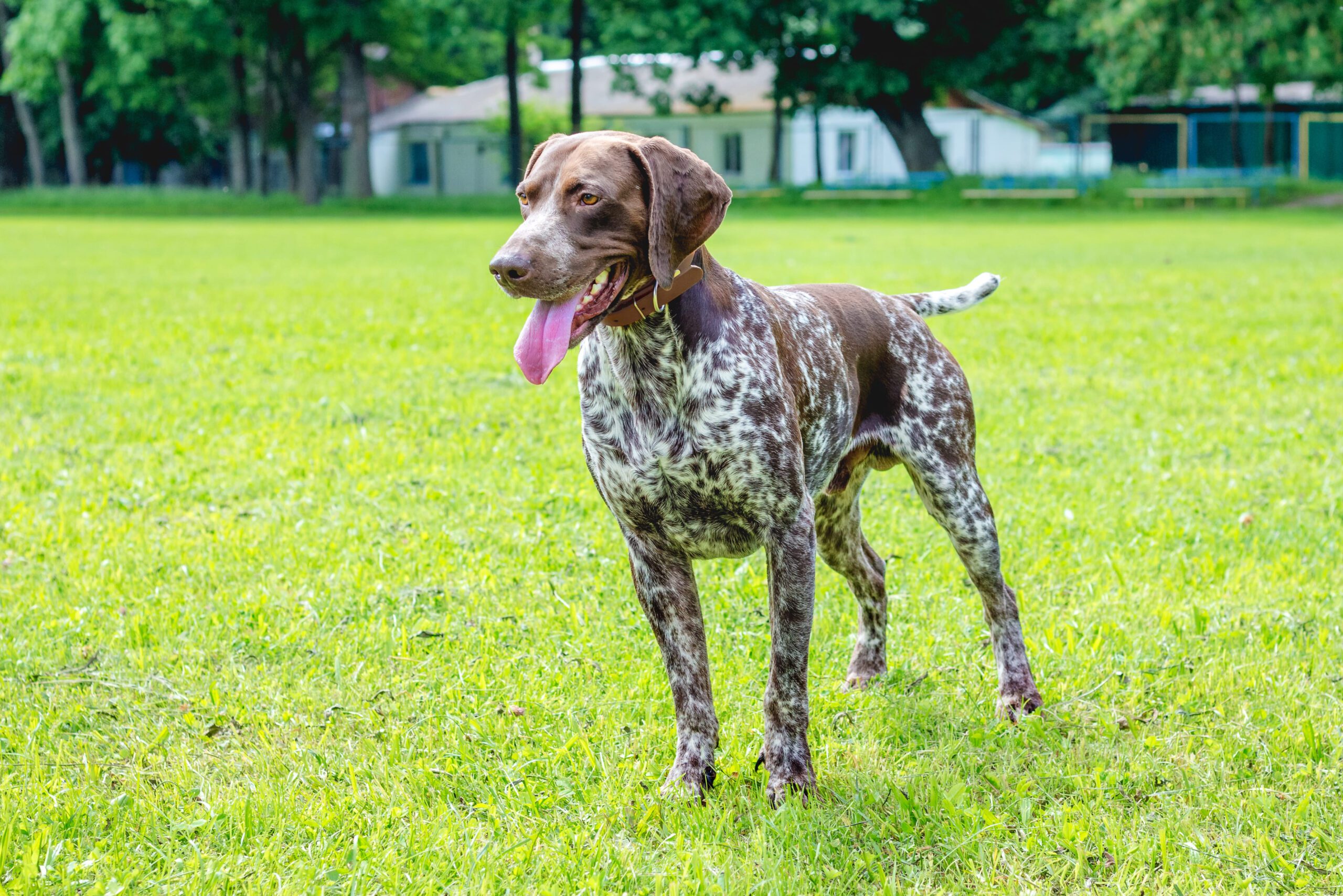 German Shorthaired Pointer Adoption Guide