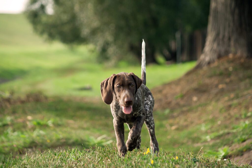 German Shorthaired Pointer Walking Toward The Camera On A Forest Path