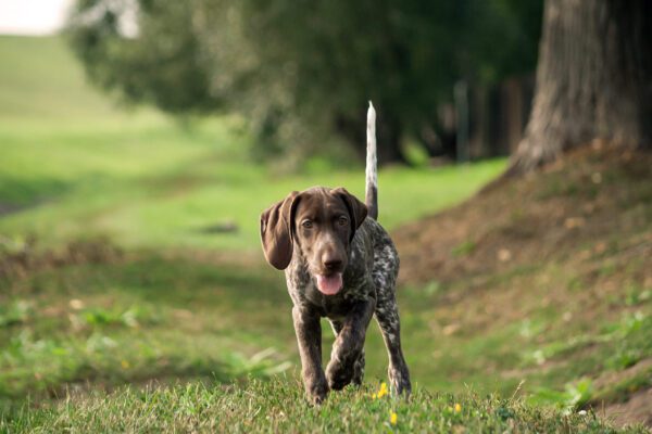 German Shorthaired Pointer Walking Toward The Camera On A Forest Path