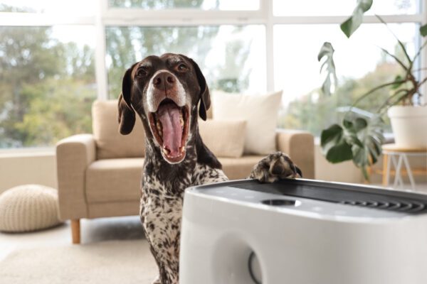 German Shorthaired Pointer Yawning Indoors Beside A Couch