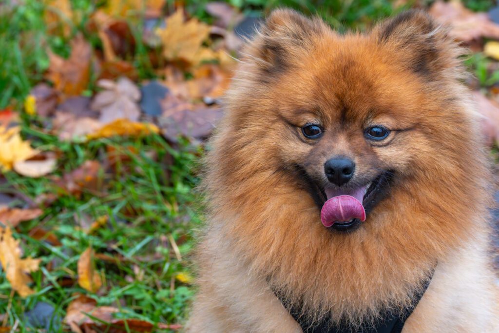 How To Adopt a German Spitz in Oregon