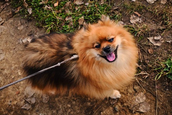 German Spitz Looking Up While On A Leash Outdoors