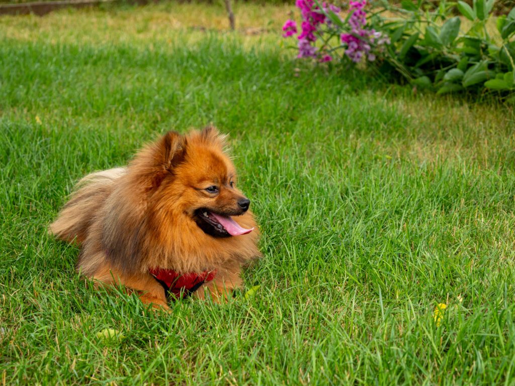 How to Adopt a German Spitz