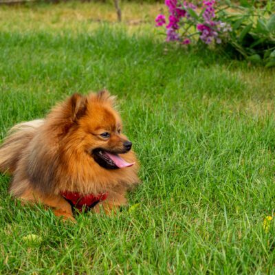 German Spitz