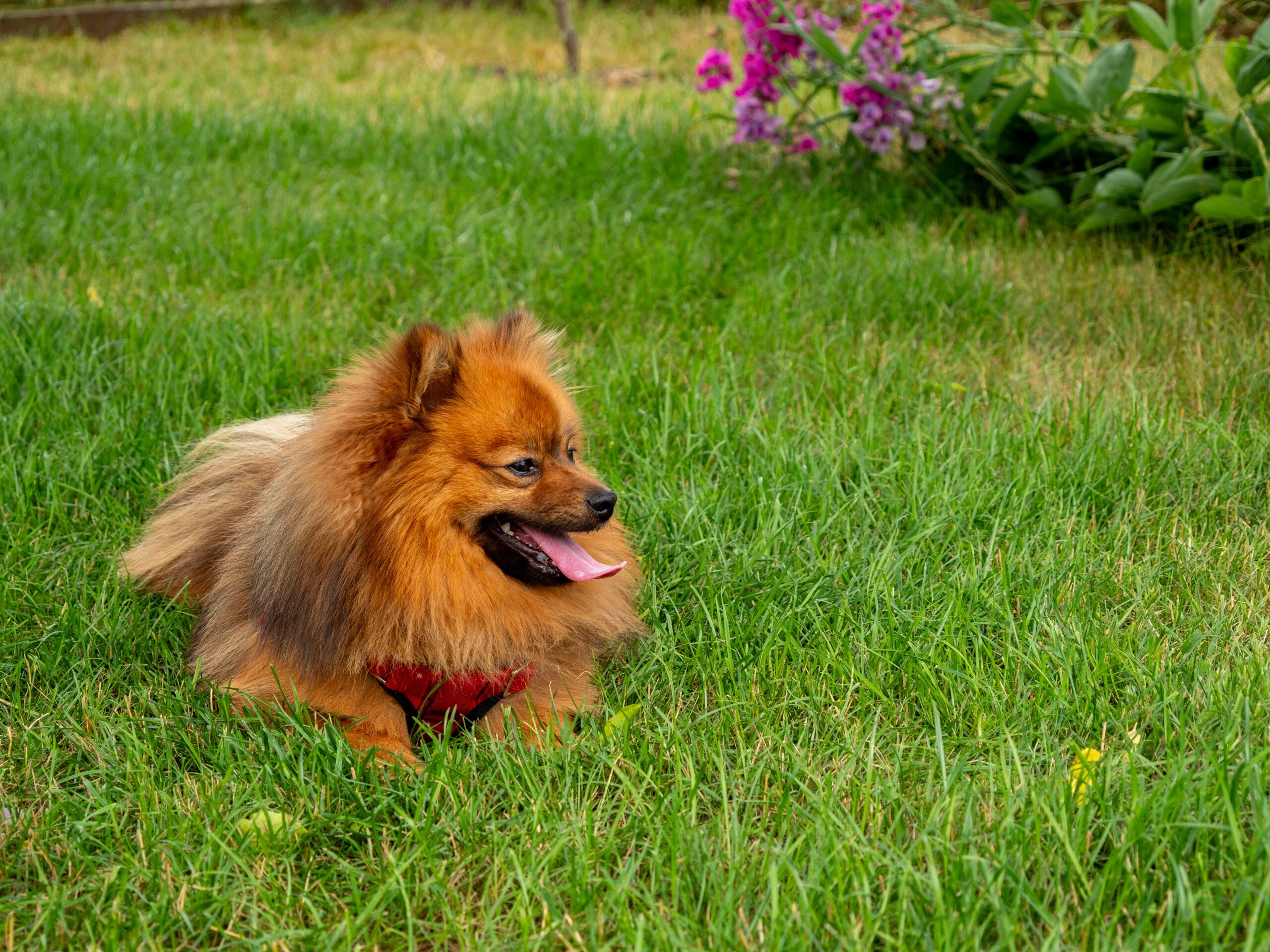 German Spitz Adoption Guide