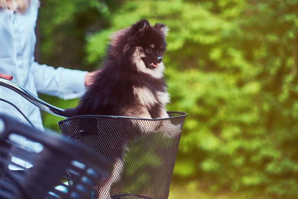 German Spitz Sitting Inside A Bicycle Basket Outdoors