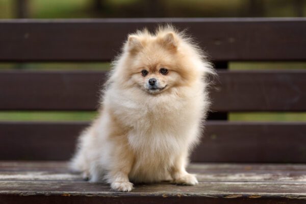 German Spitz Sitting On A Wooden Bench Outdoors