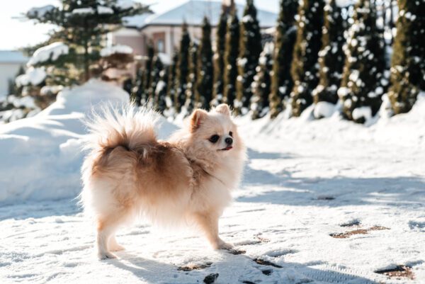German Spitz Standing In The Snow During Winter