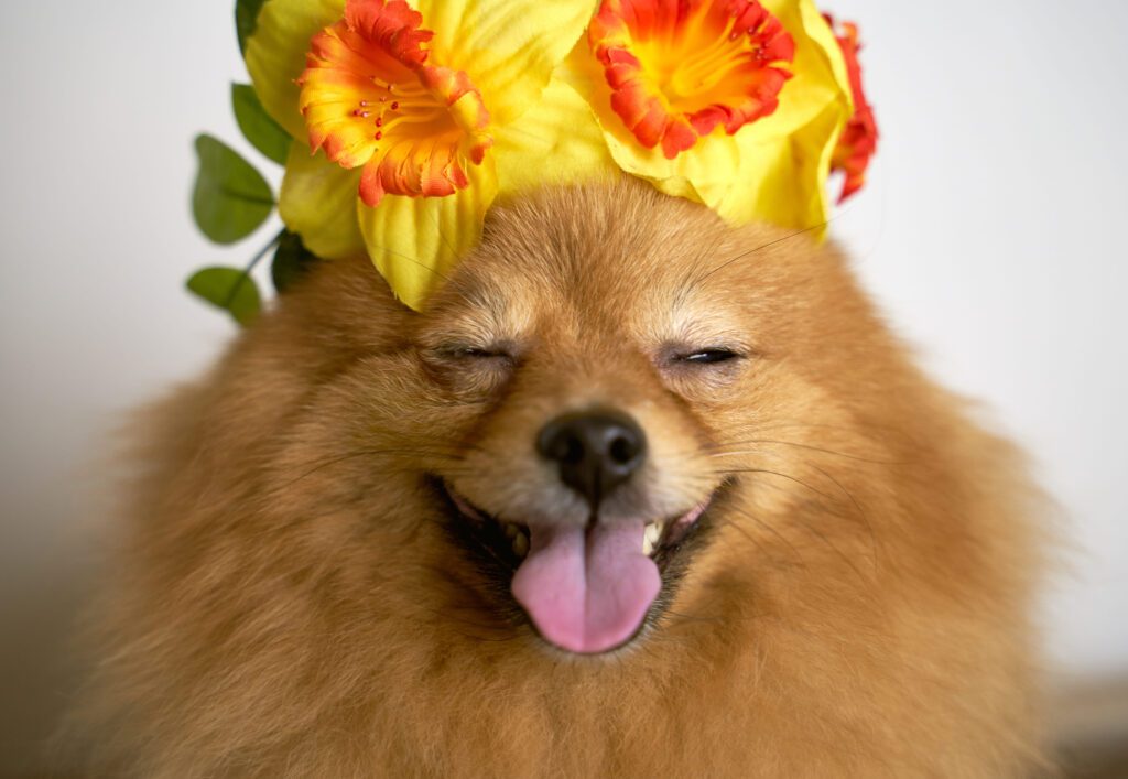 German Spitz Wearing A Flower Crown On Its Head