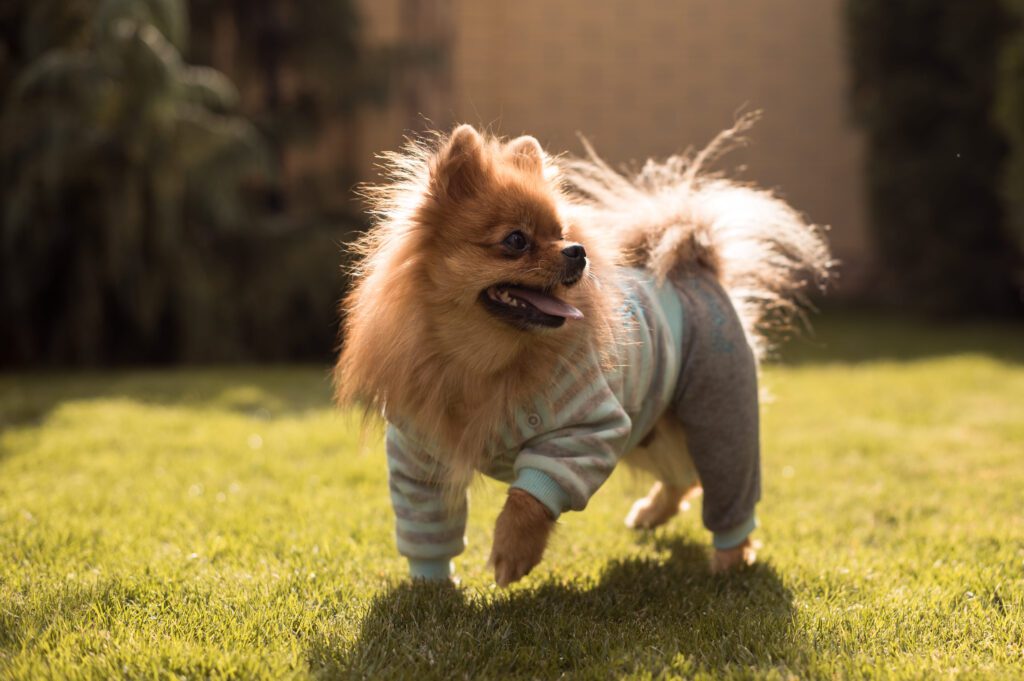 German Spitz Wearing A Sweater While Standing On Grass