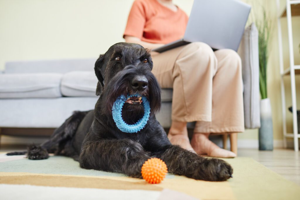 Giant Schnauzer Holding A Toy Ring While Lying Indoors