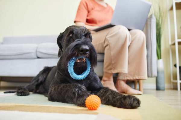 Giant Schnauzer Holding A Toy Ring While Lying Indoors