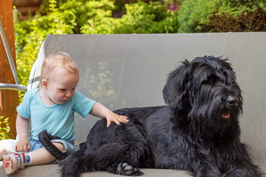 Giant Schnauzer Lying Beside A Small Child On A Patio Chair
