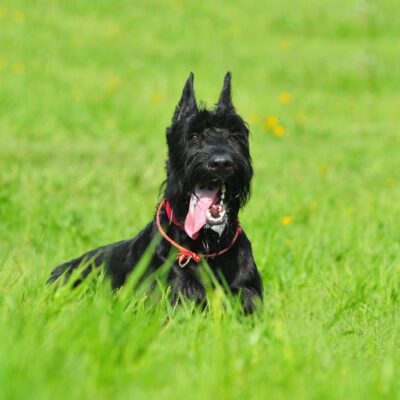 Giant Schnauzer