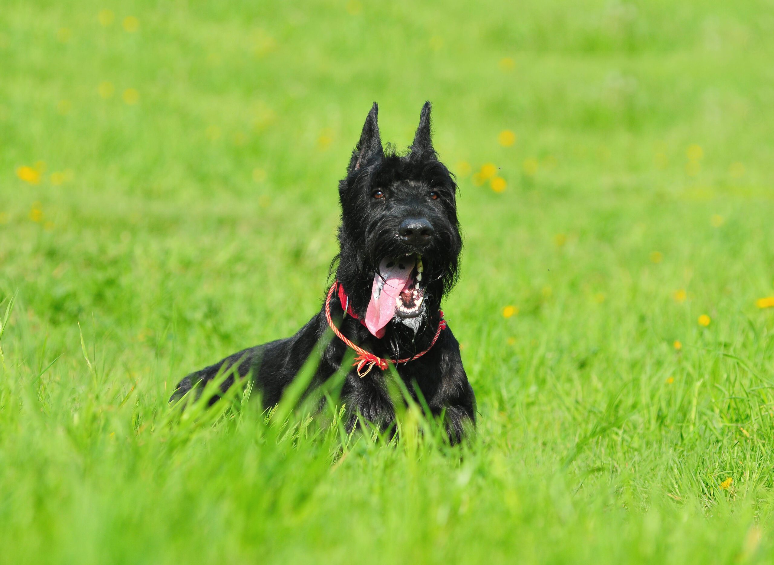 Giant Schnauzer Adoption Guide