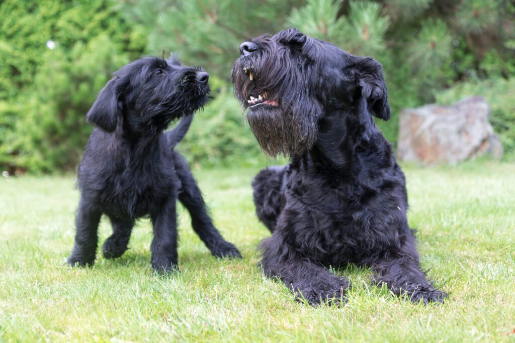Giant Schnauzer Playing With Puppy Dog On Grass