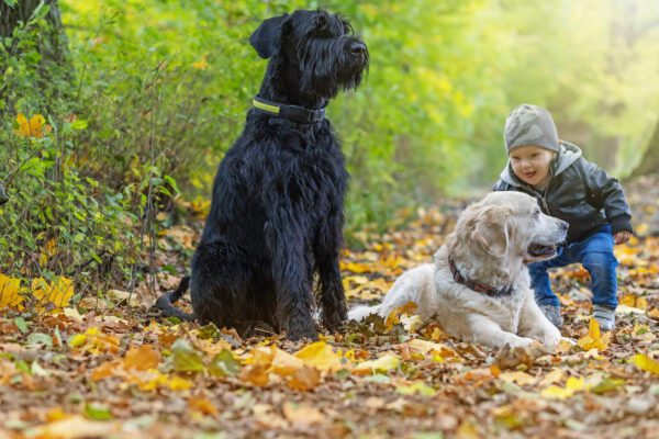 Giant Schnauzer Sitting With A Child And Another Dog In Autumn Leaves