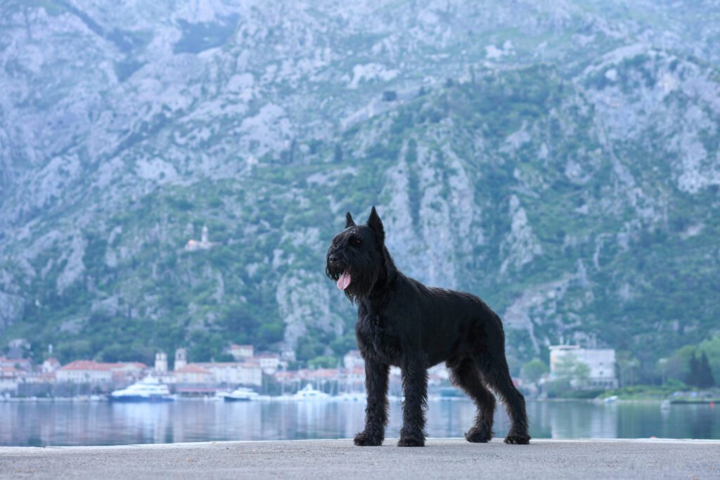 How To Adopt a Giant Schnauzer in Minnesota
