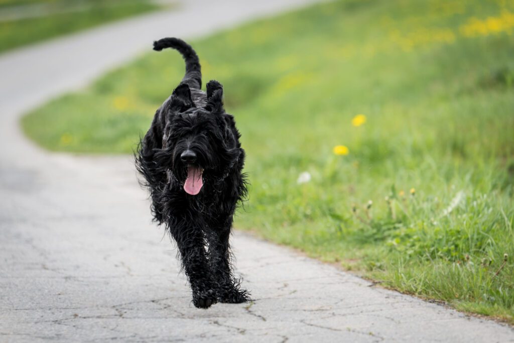 Giant Schnauzer Walking Toward The Camera On A Park Path