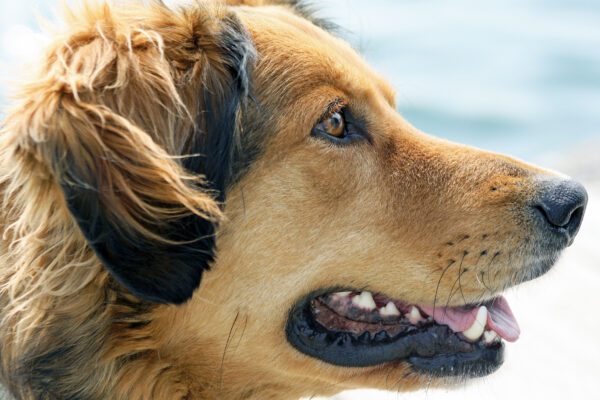 Golden Shepherd Close Up Side Profile Outdoors