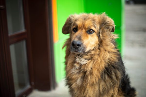 Golden Shepherd Portrait With Fluffy Coat Indoors