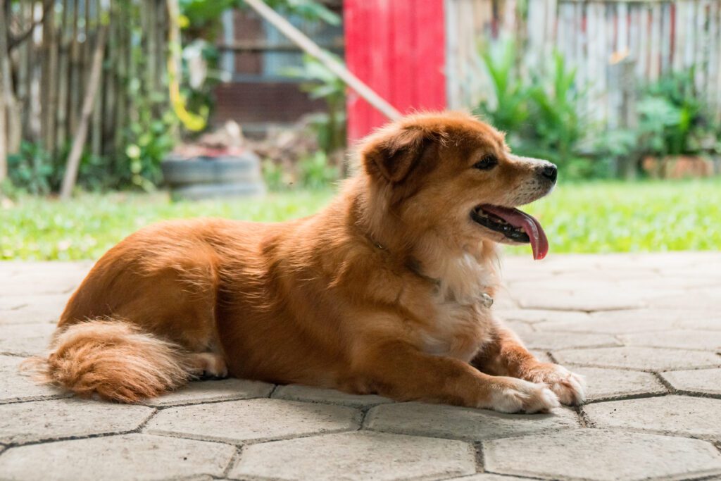 Golden Shepherd Puppy Lying On A Patio Outdoors