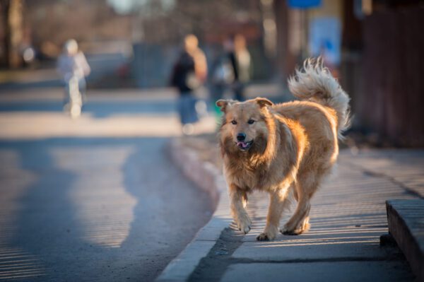 Golden Shepherd Running On A City Sidewalk