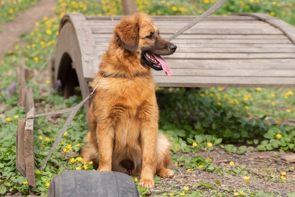 How to Adopt a Golden Shepherd
