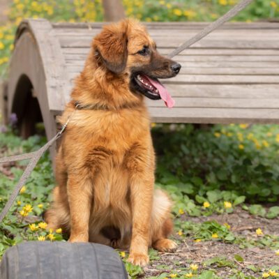Golden Shepherd
