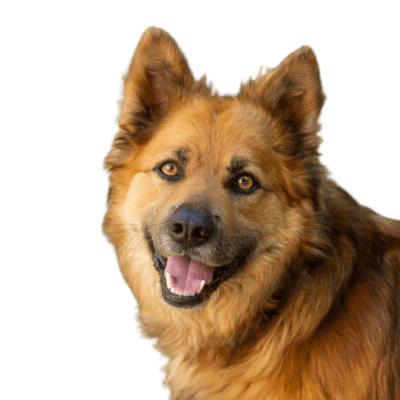 Golden Shepherd