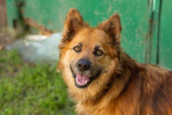 Golden Shepherd Smiling Close Up Portrait