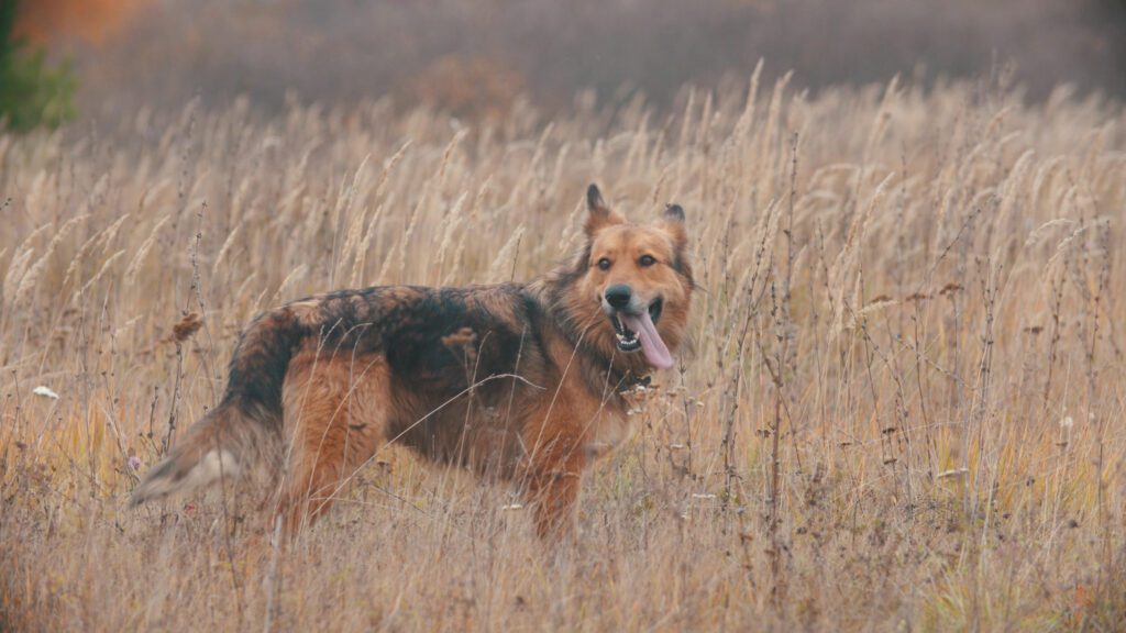 Golden Shepherd Standing In Tall Dry Grass In A Field