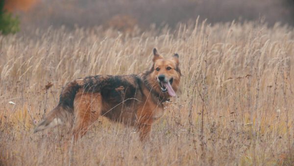 Golden Shepherd Standing In Tall Dry Grass In A Field