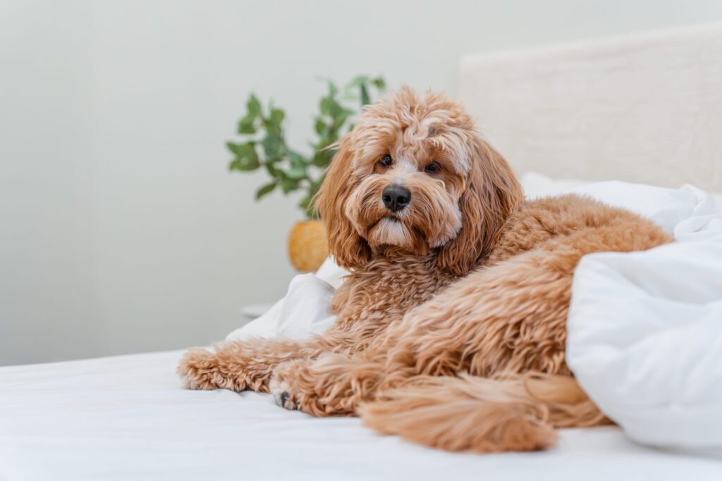 How To Adopt a Goldendoodle in Maryland
