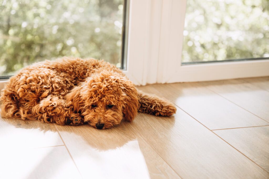How to Adopt a Goldendoodle
