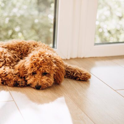 Goldendoodle