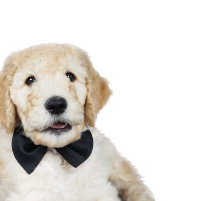 Goldendoodle