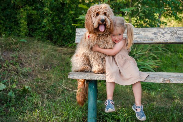 Goldendoodle Sitting On A Bench While A Young Girl Hugs It