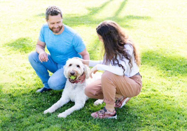 Goldendoodle Sitting With A Couple On Green Grass In A Park