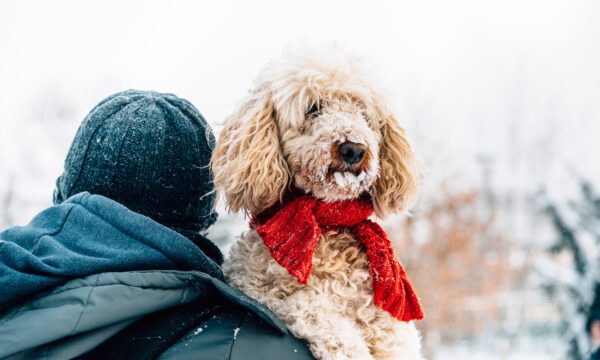 Goldendoodle Wearing A Red Scarf Outdoors In Winter