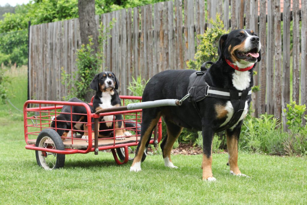Greater Swiss Mountain Dog Pulling A Small Cart With Another Dog Riding In It
