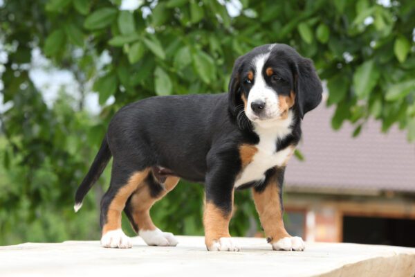 Greater Swiss Mountain Dog Puppy Standing Outdoors Under Tree Leaves