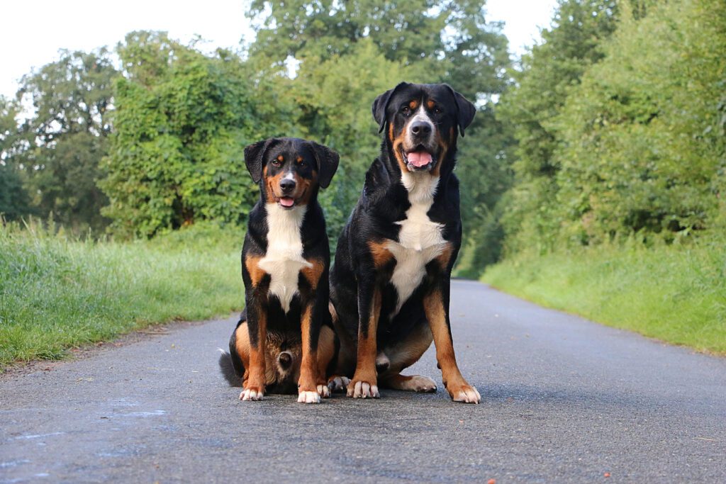 Greater Swiss Mountain Dog Sitting On A Road Beside Another Dog