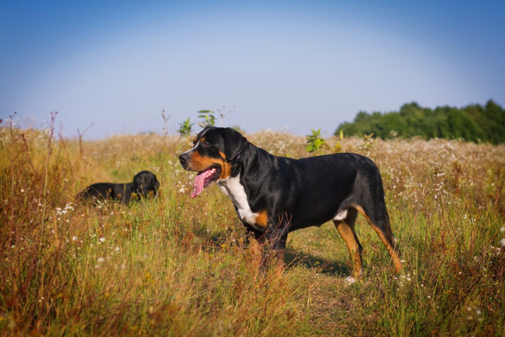 Greater Swiss Mountain Dog Standing In A Grassy Field
