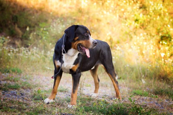 Greater Swiss Mountain Dog Standing In A Sunlit Field